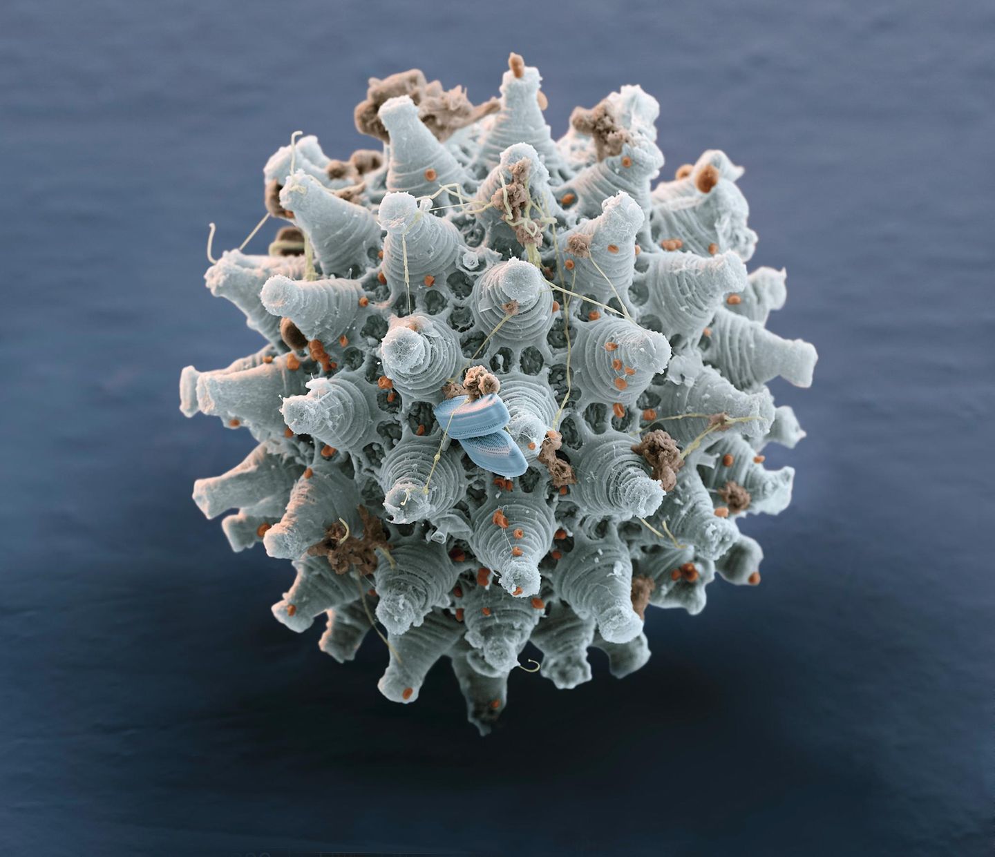 Wer das Bärtierchen schon faszinierend findet, wird beim Anblick seiner Eier erst richtig staunen – wie filigrane Kunstwerke muten sie an. Die Schönheit der winzigen Eier, die im Moos oder an der Rinde von Bäumen und Sträuchern kleben, wird allerdings erst unter dem Rasterelektronenmikroskop sichtbar. 