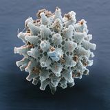 Wer das Bärtierchen schon faszinierend findet, wird beim Anblick seiner Eier erst richtig staunen – wie filigrane Kunstwerke muten sie an. Die Schönheit der winzigen Eier, die im Moos oder an der Rinde von Bäumen und Sträuchern kleben, wird allerdings erst unter dem Rasterelektronenmikroskop sichtbar. 