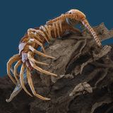 Mit seinen bis zu zehn Zentimeter Körpergröße mag der mitteleuropäische Hundertfüßer fast schon ein der Gigant sein unter den heutigen Bewohnern des Bodenreichs. Doch er ist nichts gegen seinen Vorfahren, einen riesigen Urzeit-Tausendfüßer, der – das beweisen Fossilien – vor 326 Millionen Jahren mit einer Länge von 2,60 Metern und einem Gewicht von 50 Kilogramm durch Schwemmland und Sümpfe krabbelte. Auch heute lieben es seine Nachfahren noch feucht und dämmrig und wühlen sich durch nasse Laubstreu oder nehmen ein Dampfbad unter feuchten Rinden und Steinen.