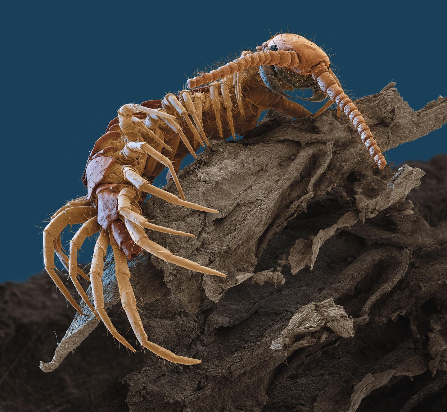 Mit seinen bis zu zehn Zentimeter Körpergröße mag der mitteleuropäische Hundertfüßer fast schon ein der Gigant sein unter den heutigen Bewohnern des Bodenreichs. Doch er ist nichts gegen seinen Vorfahren, einen riesigen Urzeit-Tausendfüßer, der – das beweisen Fossilien – vor 326 Millionen Jahren mit einer Länge von 2,60 Metern und einem Gewicht von 50 Kilogramm durch Schwemmland und Sümpfe krabbelte. Auch heute lieben es seine Nachfahren noch feucht und dämmrig und wühlen sich durch nasse Laubstreu oder nehmen ein Dampfbad unter feuchten Rinden und Steinen.