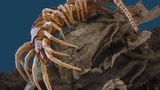 Mit seinen bis zu zehn Zentimeter Körpergröße mag der mitteleuropäische Hundertfüßer fast schon ein der Gigant sein unter den heutigen Bewohnern des Bodenreichs. Doch er ist nichts gegen seinen Vorfahren, einen riesigen Urzeit-Tausendfüßer, der – das beweisen Fossilien – vor 326 Millionen Jahren mit einer Länge von 2,60 Metern und einem Gewicht von 50 Kilogramm durch Schwemmland und Sümpfe krabbelte. Auch heute lieben es seine Nachfahren noch feucht und dämmrig und wühlen sich durch nasse Laubstreu oder nehmen ein Dampfbad unter feuchten Rinden und Steinen.
