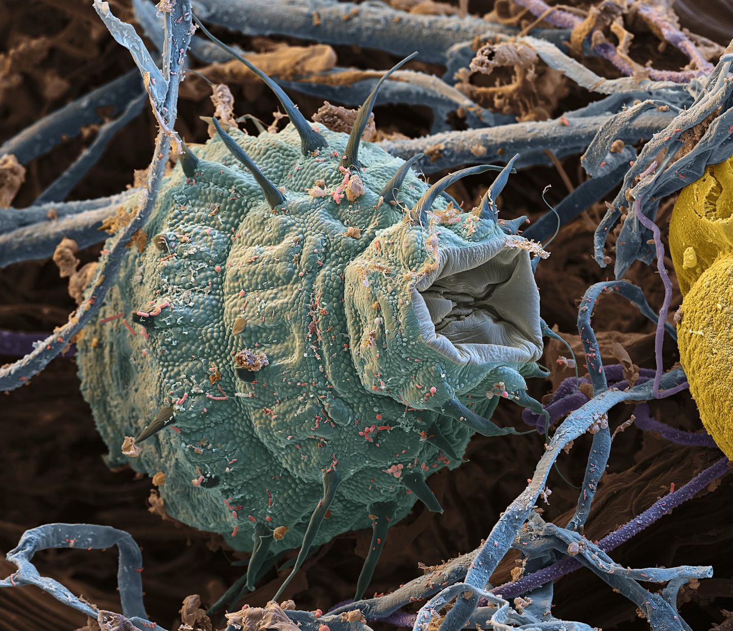 Rädertierchen sind wahre Überlebenskünstler: Hitze und Kälte können ihnen nichts anhaben, und so besiedeln die Winzlinge praktisch den ganzen Planeten, vom Boden über das Meer bis ins Süßwasser. Charakteristisch sind ihre abstehenden Stacheln, die bei manchen Arten einen beweglichen Wimpernkranz formen.