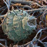 Rädertierchen sind wahre Überlebenskünstler: Hitze und Kälte können ihnen nichts anhaben, und so besiedeln die Winzlinge praktisch den ganzen Planeten, vom Boden über das Meer bis ins Süßwasser. Charakteristisch sind ihre abstehenden Stacheln, die bei manchen Arten einen beweglichen Wimpernkranz formen.