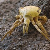 Die Raubmilbe macht ihrem Namen alle Ehre: Mit ihren scherenartigen Kieferklauen verletzt die geschickte Jägerin ihre Opfer, spritzt ihnen dann Verdauungssekret in die Wunde und saugt ihr verflüssigtes Inneres auf. Damit füllt sich die Milbe nicht nur ihren Magen, sondern trägt auch zur Stabilisierung des Ökosystems bei – sie verhindert eine Überpopulation der vegetarischen Bodenbewohner. Im Weinbau wird die Raubmilbe gar gezielt zur chemiefreien und ökologischen Schädlingsbekämpfung eingesetzt.