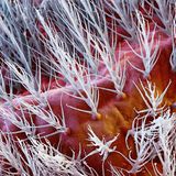 Von Nahem unter dem Rasterelektronenmikroskop betrachtet, sieht die Samtmilbe gar nicht mehr so flauschig aus. Erst mit etwas Abstand entsteht der Eindruck, ihr Körper wäre mit Samt überzogen.