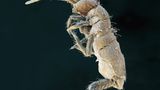 Fühlen sich Springschwänze bedroht, ergreifen sie hüpfend die Flucht. Dabei hilft ihnen ihre Sprunggabel am Hinterleib, die in Ruhe unter den Bauch geklappt wird. Bei diesem Springschwanz ist die Sprunggabel besonders ausgeprägt. Arten, die nicht am Boden, sondern im Boden leben, haben dagegen teilweise keinen solchen Fortsatz – in den dichten Bodenporen würde sie ein Sprung ohnehin nicht retten.