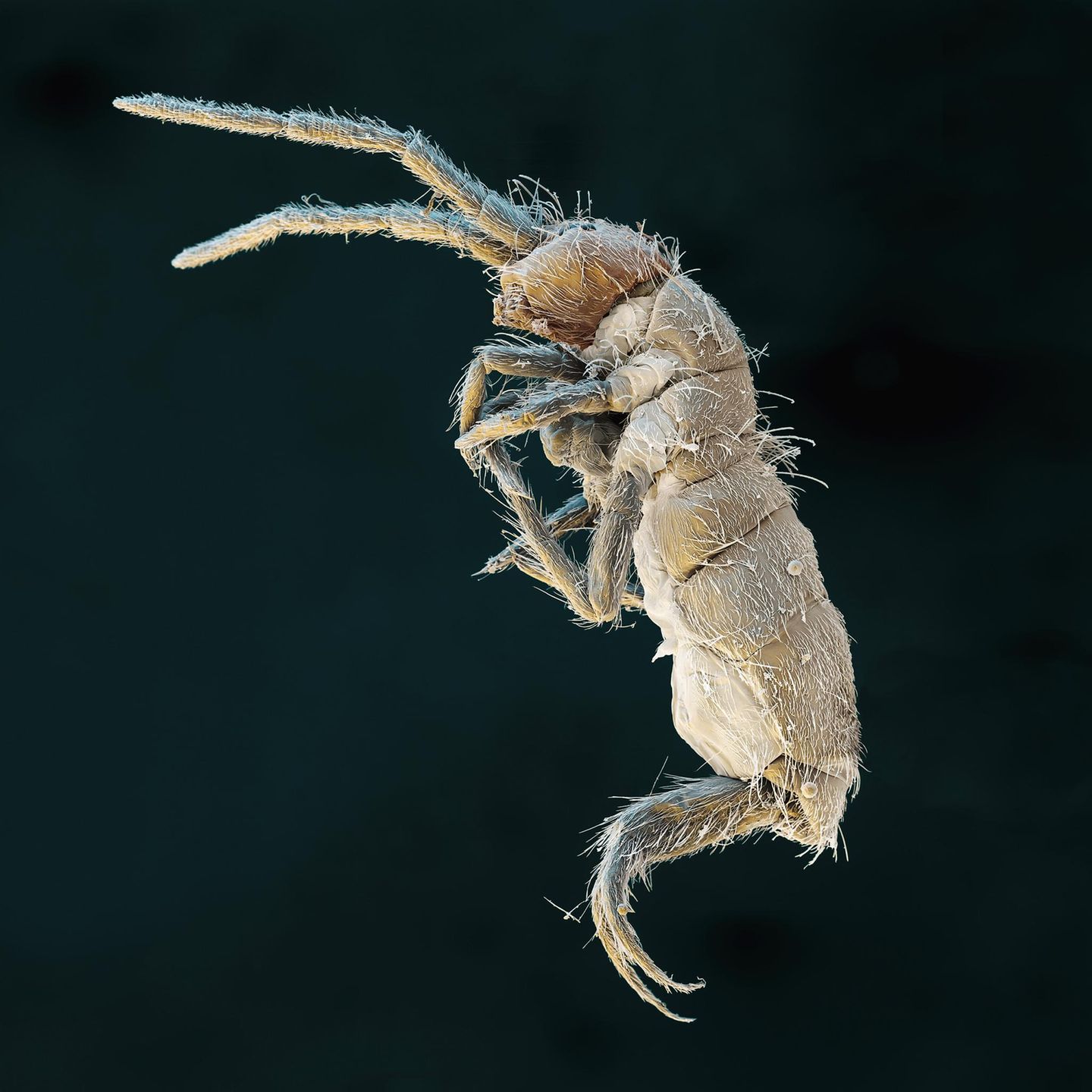 Fühlen sich Springschwänze bedroht, ergreifen sie hüpfend die Flucht. Dabei hilft ihnen ihre Sprunggabel am Hinterleib, die in Ruhe unter den Bauch geklappt wird. Bei diesem Springschwanz ist die Sprunggabel besonders ausgeprägt. Arten, die nicht am Boden, sondern im Boden leben, haben dagegen teilweise keinen solchen Fortsatz – in den dichten Bodenporen würde sie ein Sprung ohnehin nicht retten.