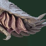 Im Laufe der Evolution ist die Landassel vom Meer an Land gewandert. Kiemen besitzt sie aber noch immer und braucht daher einen dünnen Feuchtigkeitsfilm, um Sauerstoff aufnehmen zu können. Zwar haben viele Arten an Land zusätzlich eine Lunge entwickelt, doch damit die Kiemen nicht verkleben, sind die Tiere noch immer auf eine feuchte Umgebung angewiesen. Viele fühlen sich deshalb in Totholz oder dunklen Kellern wohl.