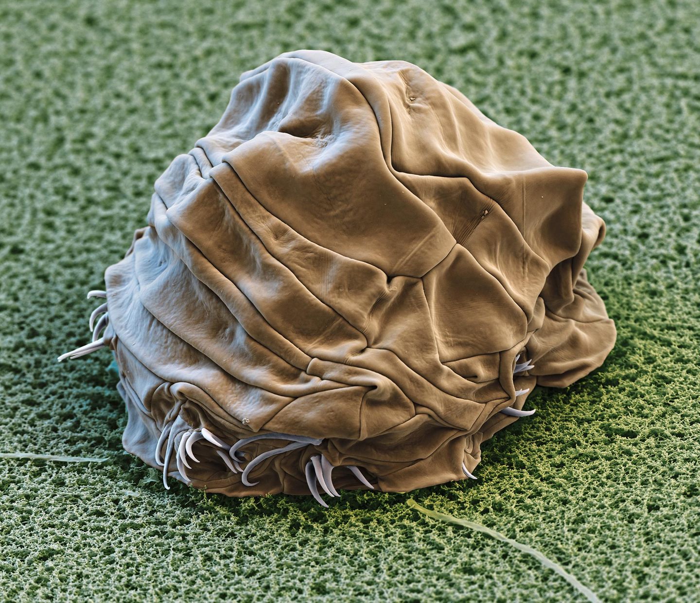 Gar nicht mehr bärenhaft sieht dieses Bärtierchen aus. Unter lebensfeindlichen Bedingungen rollt es sich wie ein Sack zusammen und geht in das sogenannte Tönnchenstadium über. Dann zeigt es keinerlei Lebenszeichen mehr – und kann sich doch auch nach langer Zeit wieder zurück in ein lebendiges Bärtierchen verwandeln. Wie das möglich ist, hat die Wissenschaft bis heute nicht ganz verstanden. 