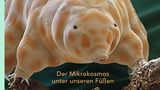 "Drecksarbeit: Der Mikrokosmos unter unseren Füßen" von Nicole Ottawa, Oliver Meckes, Veronika Straaß und Claus-Peter Lieckfeld, Dölling und Galitz Verlag, 144 Seiten, 30 Euro, erhältlich z.B. bei Amazon und Buch24