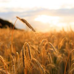 Feld im Sonnenlicht