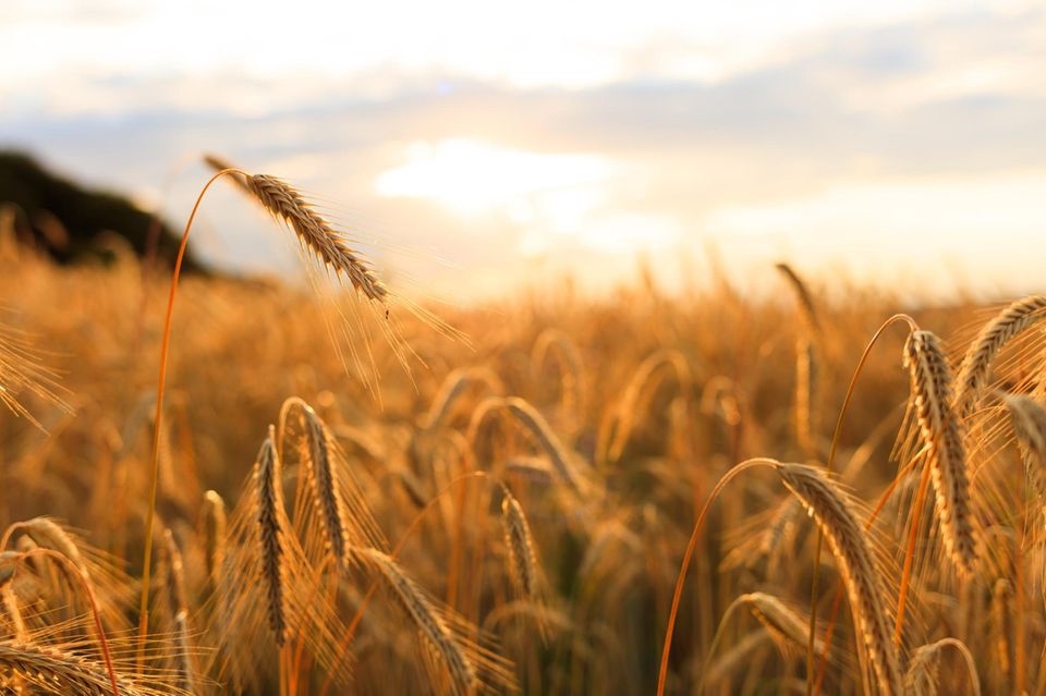 Feld im Sonnenlicht 1.5004