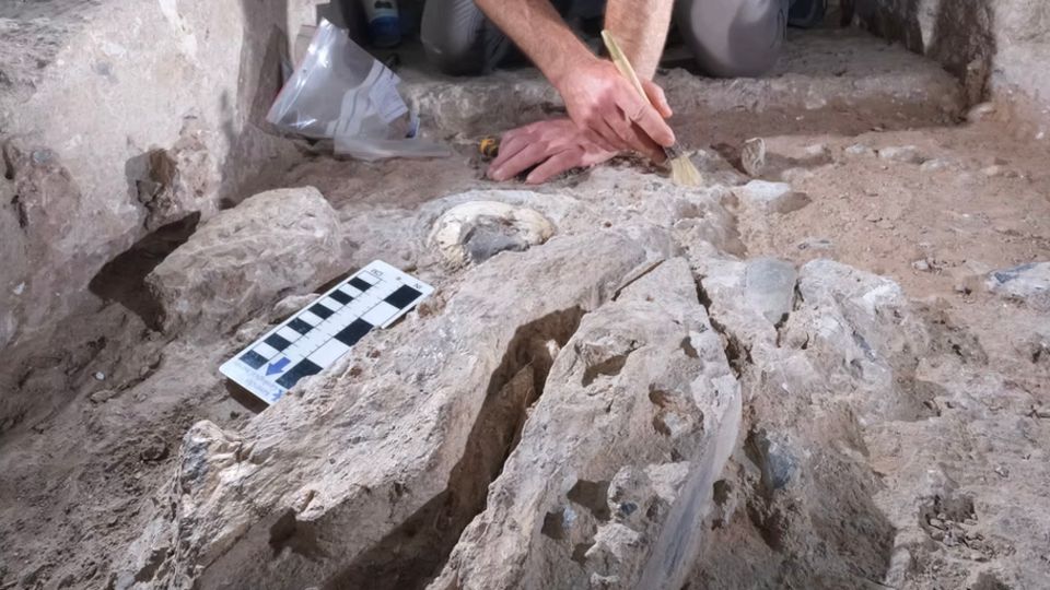 Ein Archäologe präpariert mit einem Pinsel mehr als 100.000 Jahre alte Gebeine 