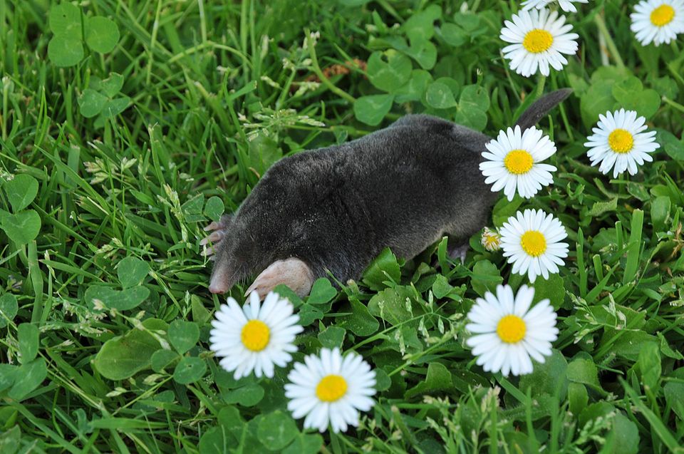 Maulwurf im Garten