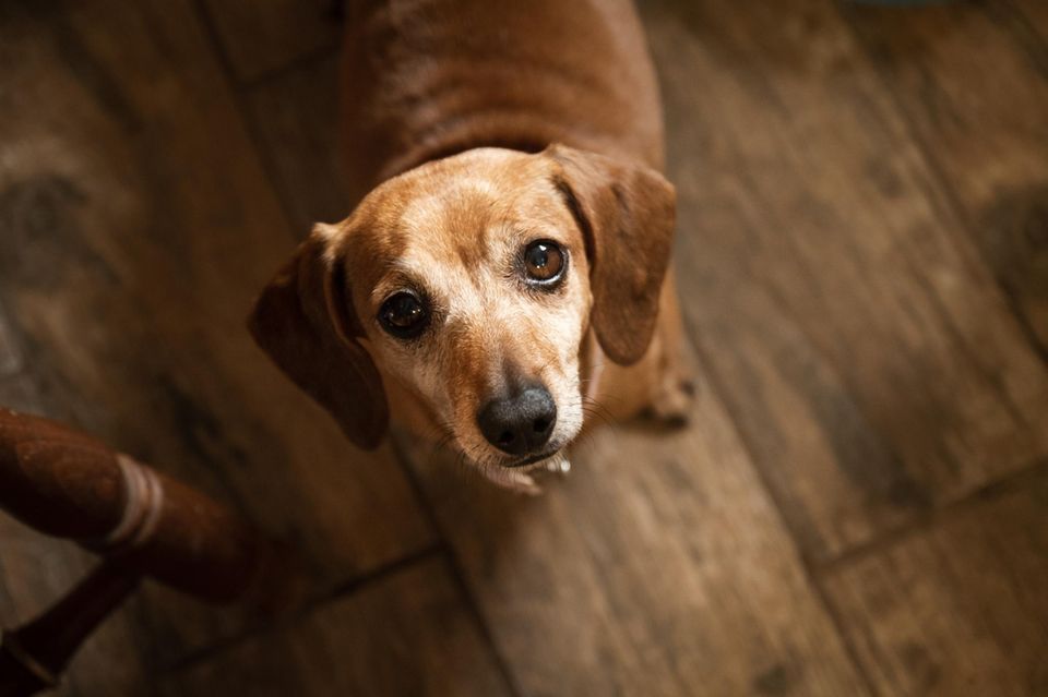 Hund blickt in die Kamera 1.5004
