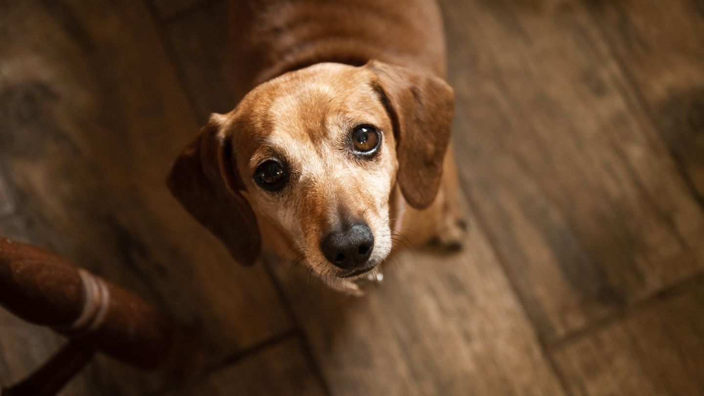 Missverstandene Vierbeiner: Warum wir die Gefühle von Hunden häufig ganz falsch einschätzen