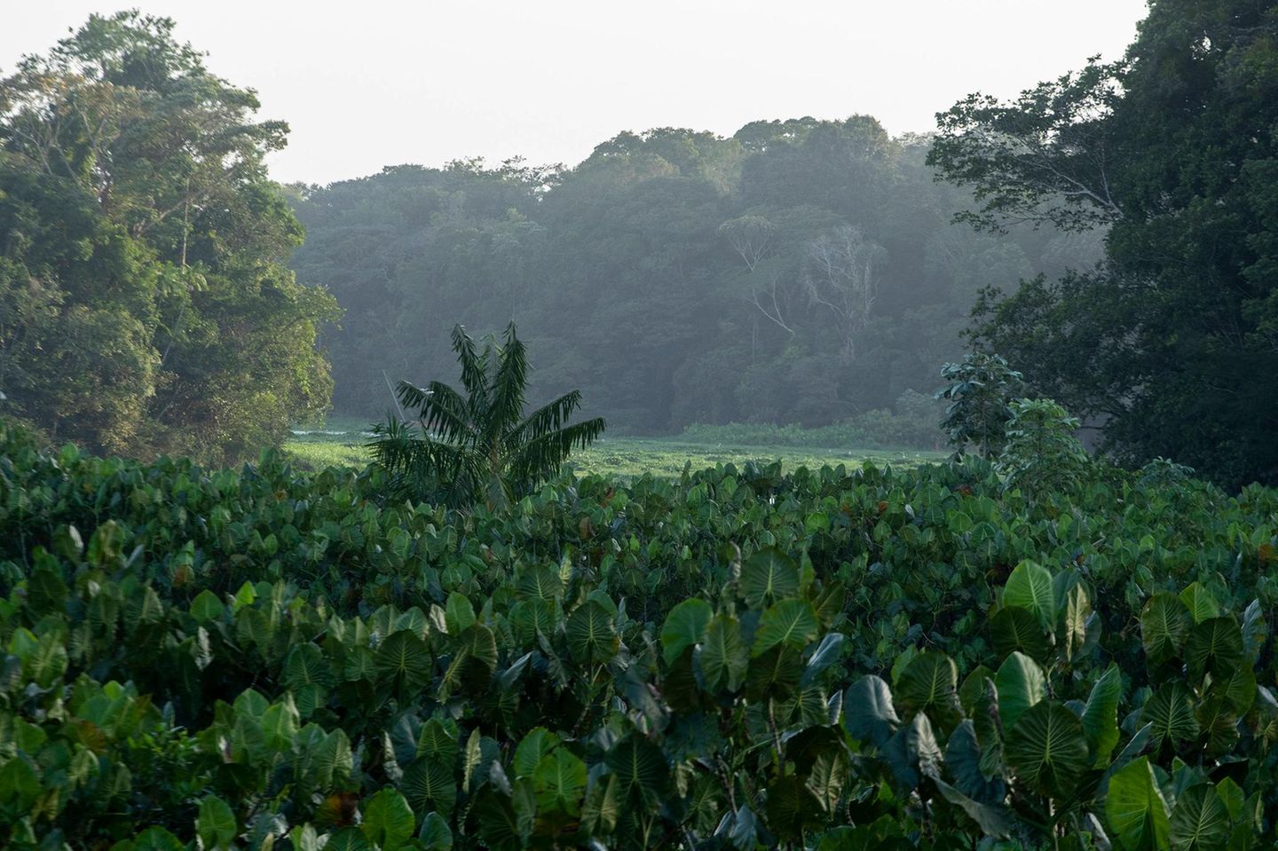 Amazonas bei Belem