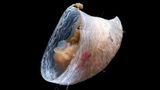 Cocculina Limpet