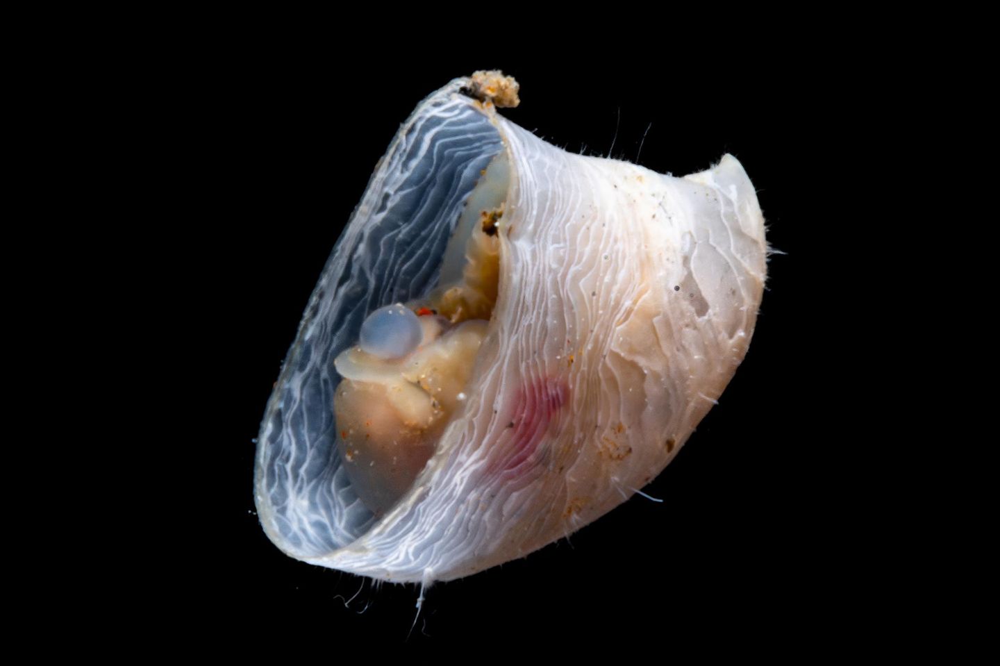 Widerstandsfähige Napfschnecke Cocculina Limpet