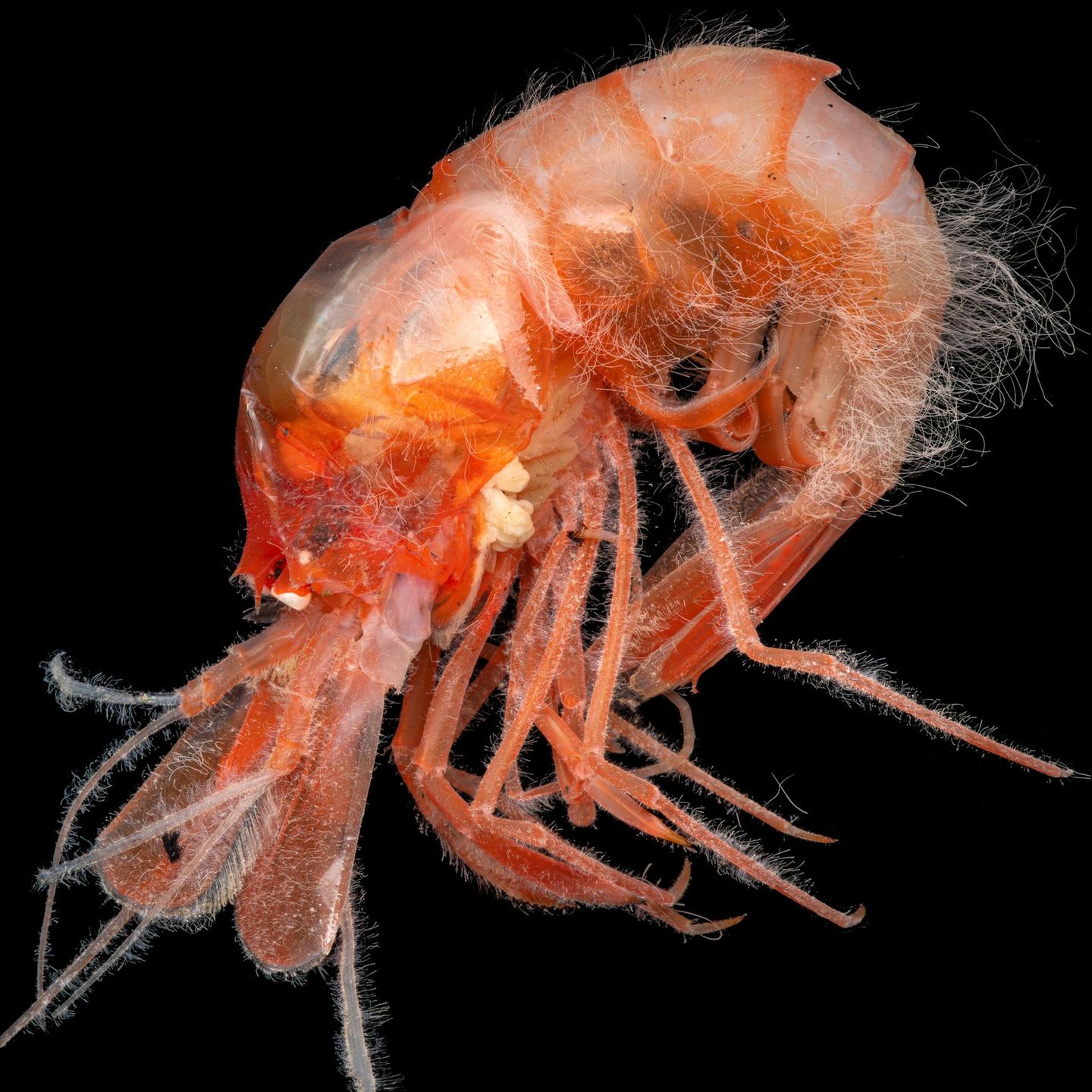 Haariger Zehnfußkrebs Zehnfußkrebs mit Bakterien