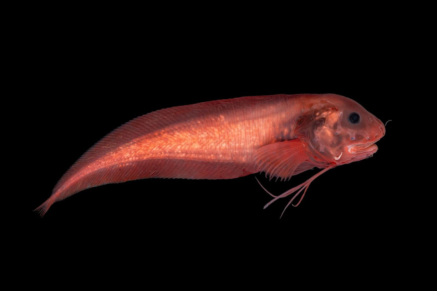 Schneckenfisch