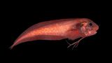 Schneckenfisch