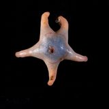 Dieser bislang unbekannte Seestern lebt unter extremen Bedingungen – und recycelt Nährstoffe, die er am Grund der Tiefsee vorfindet. Er ist erst die zweite Spezies, die in der Familie Tylaster nachgewiesen wurde. Die erste Art wurde bereits 1881 entdeckt.