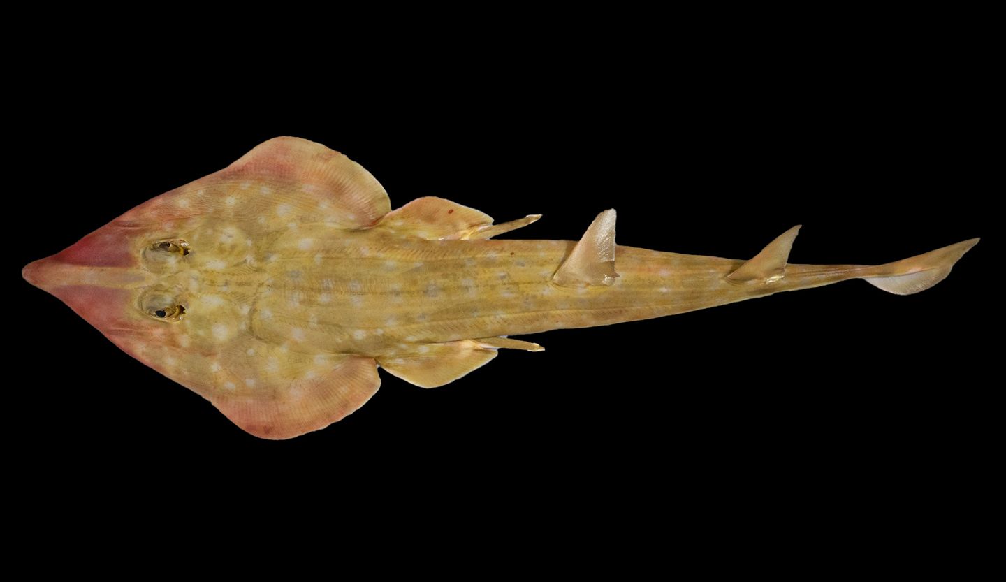 Gitarrenrochen