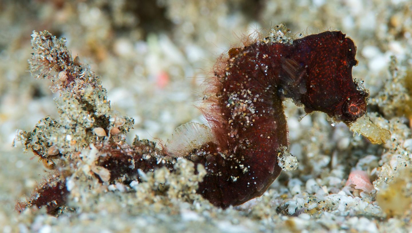 Pygmäen Seepferdchen