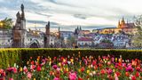 Tulpenblüte in Prag im Frühjahr