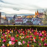 Tulpenblüte in Prag im Frühjahr