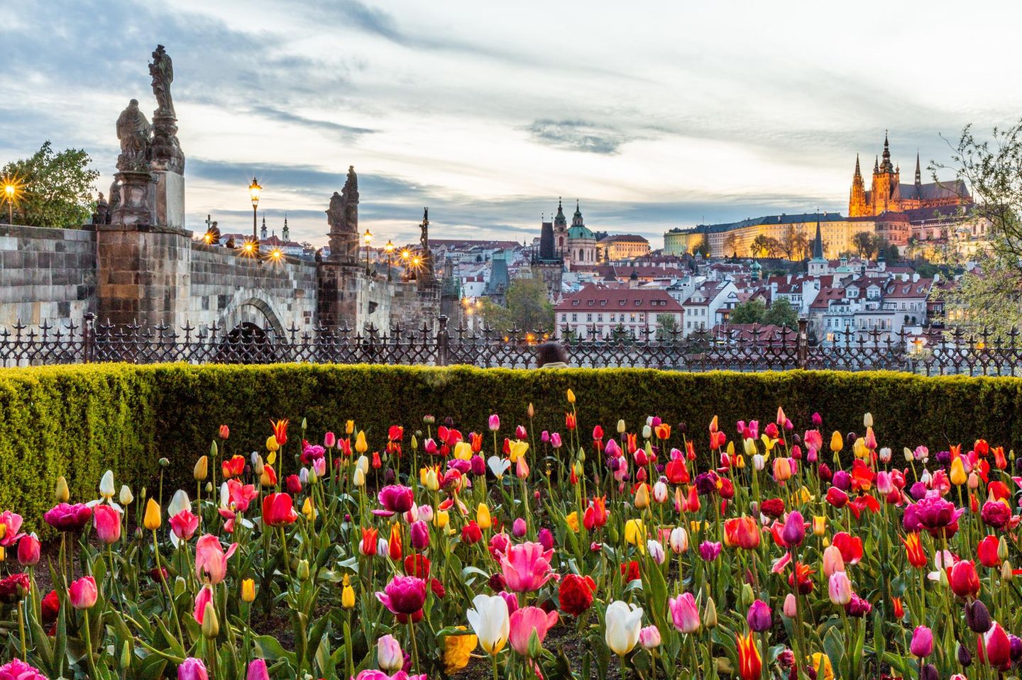 Tulpenblüte in Prag im Frühjahr
