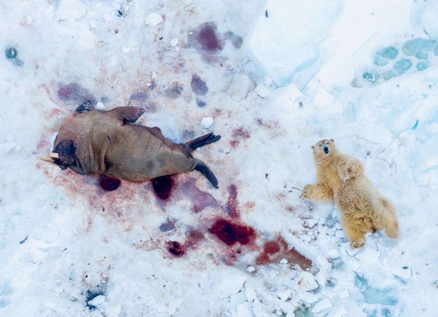 Erschöpfender Jagderfolg Eisbär mit Walross