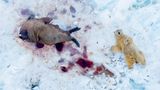 Eisbär mit Walross