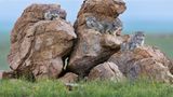 Einige Katzen auf einem Felsen