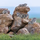 Einige Katzen auf einem Felsen
