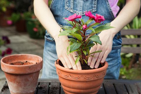 Drainage im Blumentopf: Eine Frau topft eine hübsche Pflanze um