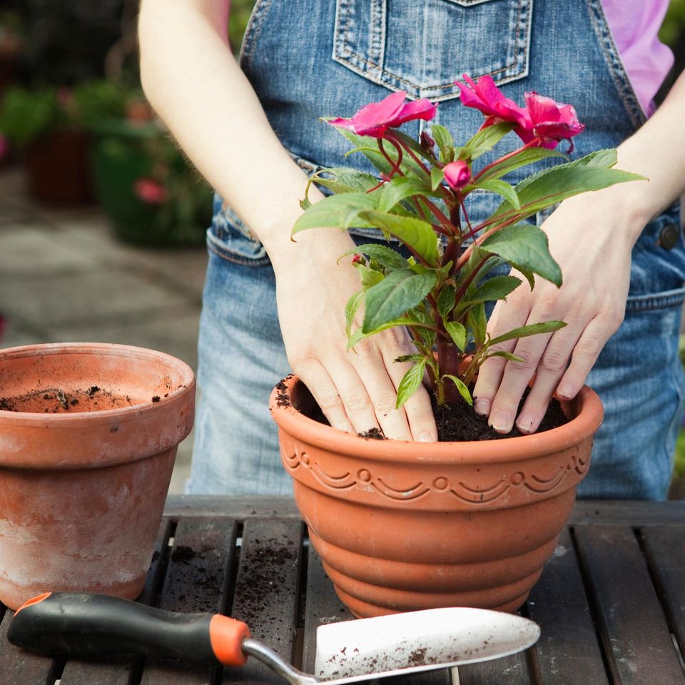 Drainage im Blumentopf: Eine Frau topft eine hübsche Pflanze um