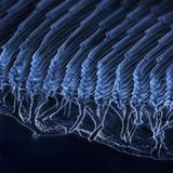 Unter dem Elektronenmikroskop, bei 10.000-facher Vergrößerung, wird die Struktur des Schmetterlingsflügels sichtbar. Er besitzt unzählige Lamellen, die im Querschnitt an Tannenbäume erinnern. Entscheidend sei der genau bemessene Abstand zwischen deren Ästen, sagt Nicolas Vogel: "Dort passt genau eine Welle blauen Lichts hinein. Sie wird immer wieder an den einzelnen Ästen gespiegelt und kommt genau gleich zurück." So überlagern sich schließlich viele Lichtwellen passender Länge, vereinen sich zu regelrechten Monsterwellen und verlassen den Lamellenwald schließlich als intensiv strahlendes Blau. Lichtwellen anderer Farben hingegen werden ziellos zwischen den Bäumen hin und her geworfen und löschen sich schließlich gegenseitig aus.