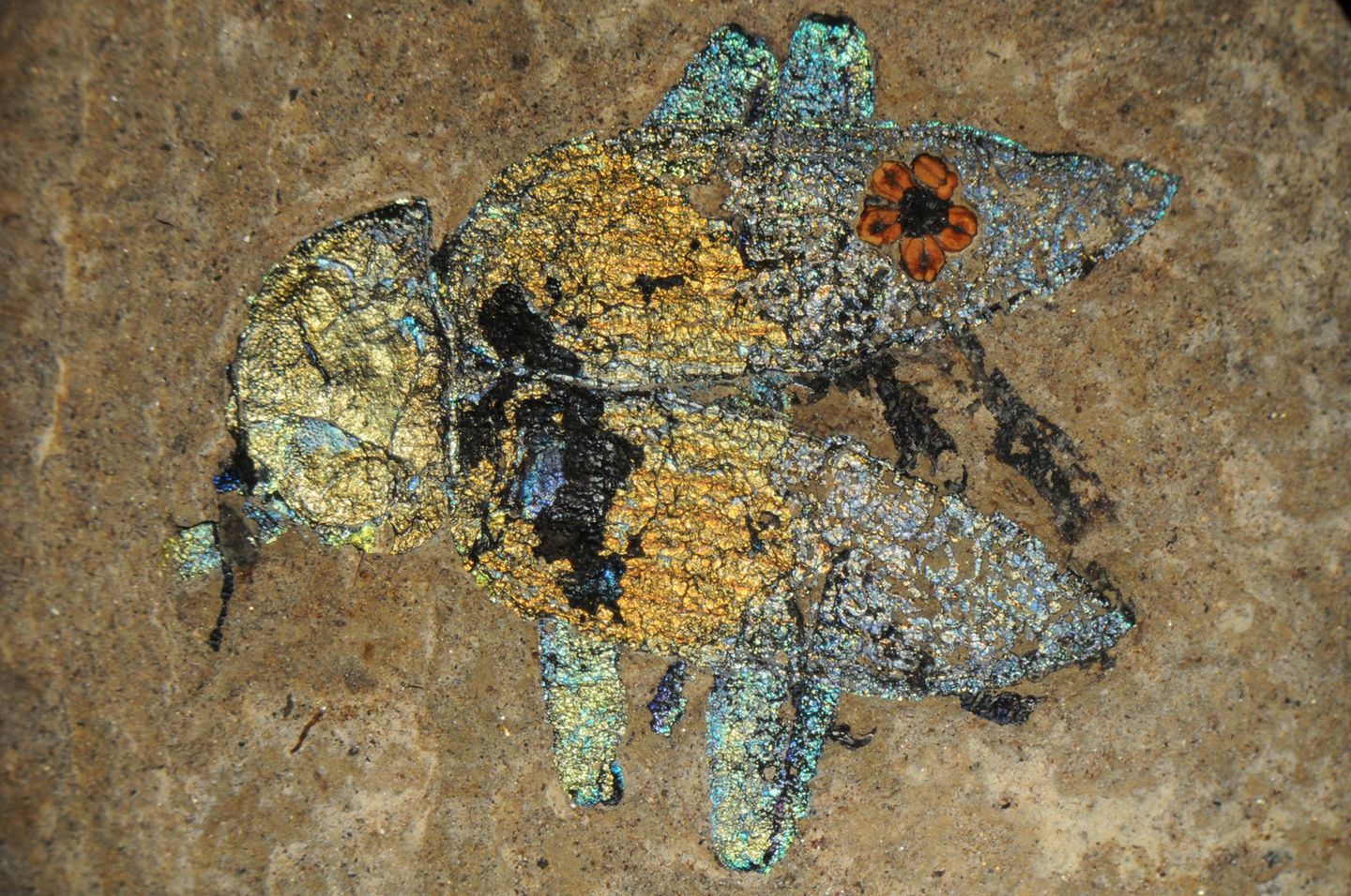 Unvergängliche Farbenpracht Wie langlebig die Strahlkraft von Strukturfarben ist, zeigt dieses Fossil eines Schwarzkäfers der Art Ceropria messelense aus der Grube Messel. 47 Millionen Jahre lang war es in Stein gebettet. Doch die erhaltenen Chitinstrukturen schimmern wie am ersten Tag. Solange sie intakt bleiben, verblassen die Farben nicht – ganz im Gegensatz zu vielen Farbstoffen auf chemischer Basis. Zu bewundern ist der bunte Brummer ab dem 4. April in der Sonderausstellung "Flower Power. Insekten im Blütenrausch" im Museum an der Grube Messel.