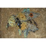 Wie langlebig die Strahlkraft von Strukturfarben ist, zeigt dieses Fossil eines Schwarzkäfers der Art Ceropria messelense aus der Grube Messel. 47 Millionen Jahre lang war es in Stein gebettet. Doch die erhaltenen Chitinstrukturen schimmern wie am ersten Tag. Solange sie intakt bleiben, verblassen die Farben nicht – ganz im Gegensatz zu vielen Farbstoffen auf chemischer Basis. Zu bewundern ist der bunte Brummer ab dem 4. April in der Sonderausstellung "Flower Power. Insekten im Blütenrausch" im Museum an der Grube Messel.