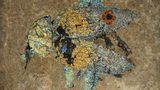 Wie langlebig die Strahlkraft von Strukturfarben ist, zeigt dieses Fossil eines Schwarzkäfers der Art Ceropria messelense aus der Grube Messel. 47 Millionen Jahre lang war es in Stein gebettet. Doch die erhaltenen Chitinstrukturen schimmern wie am ersten Tag. Solange sie intakt bleiben, verblassen die Farben nicht – ganz im Gegensatz zu vielen Farbstoffen auf chemischer Basis. Zu bewundern ist der bunte Brummer ab dem 4. April in der Sonderausstellung "Flower Power. Insekten im Blütenrausch" im Museum an der Grube Messel.