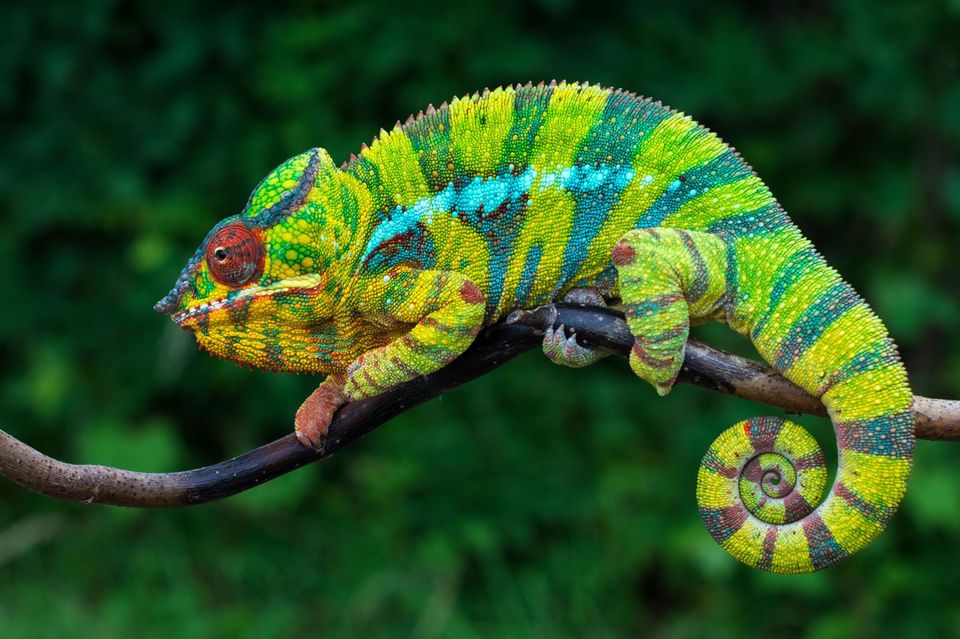 In der Haut von Chamäleons stecken nicht nur Farbpigmente, sondern auch Zellen voller winziger Kristalle, die in einer Gitterstruktur angeordnet sind. Wechselt das Chamäleon seine Farbe, verändert es den Abstand zwischen den Kristallen – und damit die Wellenlänge des Lichts, die bevorzugt zurückgeworfen wird. Im entspannten Zustand stehen die Kristalle eng beisammen und reflektieren kurzwelliges, blaues Licht. Gerät das Chamäleon in Aufregung, rücken sie auseinander und lassen die Haut rötlich erscheinen. 1.764