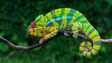 In der Haut von Chamäleons stecken nicht nur Farbpigmente, sondern auch Zellen voller winziger Kristalle, die in einer Gitterstruktur angeordnet sind. Wechselt das Chamäleon seine Farbe, verändert es den Abstand zwischen den Kristallen – und damit die Wellenlänge des Lichts, die bevorzugt zurückgeworfen wird. Im entspannten Zustand stehen die Kristalle eng beisammen und reflektieren kurzwelliges, blaues Licht. Gerät das Chamäleon in Aufregung, rücken sie auseinander und lassen die Haut rötlich erscheinen.