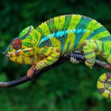 In der Haut von Chamäleons stecken nicht nur Farbpigmente, sondern auch Zellen voller winziger Kristalle, die in einer Gitterstruktur angeordnet sind. Wechselt das Chamäleon seine Farbe, verändert es den Abstand zwischen den Kristallen – und damit die Wellenlänge des Lichts, die bevorzugt zurückgeworfen wird. Im entspannten Zustand stehen die Kristalle eng beisammen und reflektieren kurzwelliges, blaues Licht. Gerät das Chamäleon in Aufregung, rücken sie auseinander und lassen die Haut rötlich erscheinen.