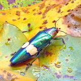 Gläzender Käfer auf einem Blatt