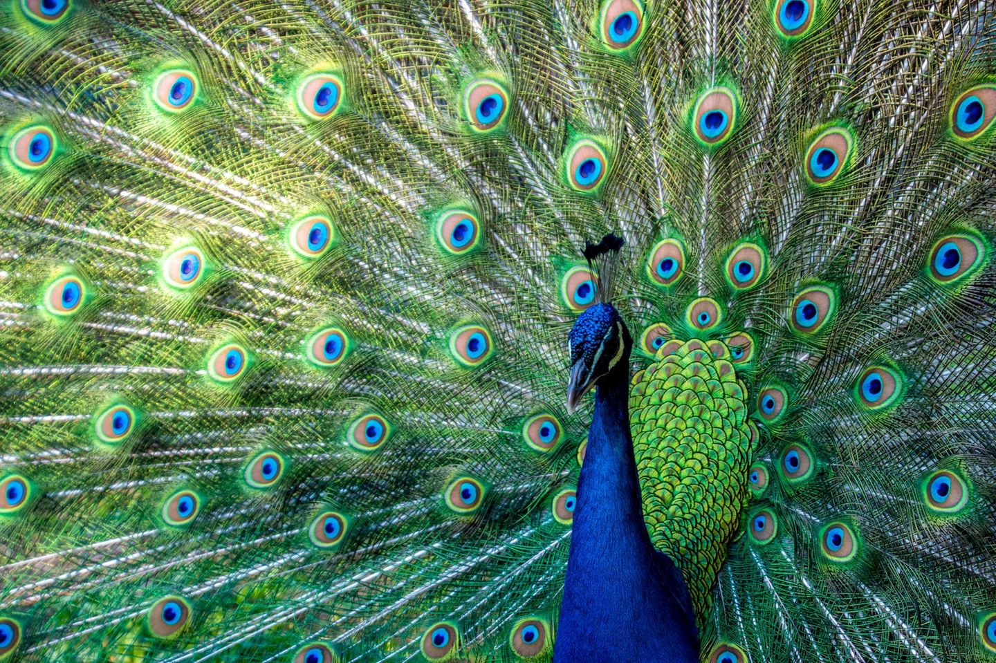 Glänzender Auftritt Pfau schlägt ein Rad