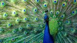 Pfau schlägt ein Rad