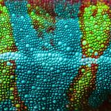 Durch die beweglichen Kristalle erzeugt das Chamäleon sogenannte Strukturfarben. Sie entstehen, wenn Lichtwellen auf eine Schicht treffen, die sie nach einem bestimmten Muster beugt, streut, zurückwirft. Überlagern sich dabei Wellen gleicher Frequenz, können sie sich verstärken – so, als würden zwei Trampolinspringer einander in ungeahnte Höhen katapultieren. Dann tritt die verstärkte Farbe strahlend hervor. Selbst durchsichtige Materialien können auf diese Weise bunt erscheinen. Der Effekt lässt Seifenblasen schillern, Opale funkeln und verleiht vielen Tieren ihre irisierende Pracht.