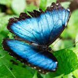 Morphofalter auf einem Blatt